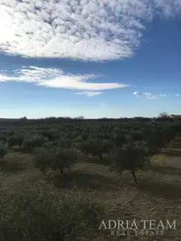 ZEMĚDĚLSKÁ PŮDA S OSVĚDČENÝM PODNIKÁNÍM V OLIVOVNÍCTVÍ, LEPURI – BENKOVAC nemovitost na prodej